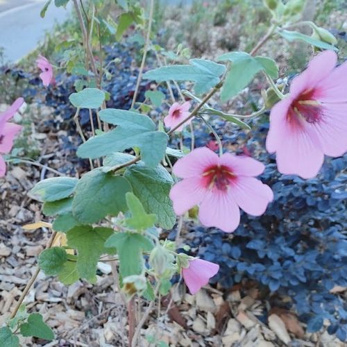 Anisodontea: the Cape mallow in 5 questions