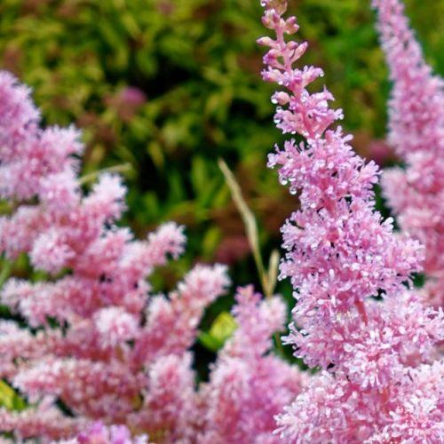 Astilbe: an autumn planting for a magnificent spring bloom