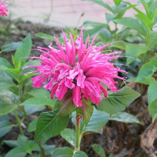 Bee balm: 5 good reasons to grow this plant