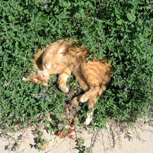 Catnip: Everything You Need to Know About This Herb That Cats Love