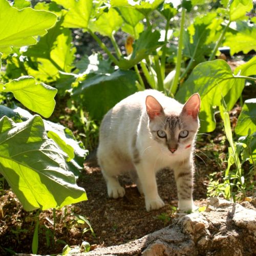 Cats in the vegetable garden: 5 tips to keep them away