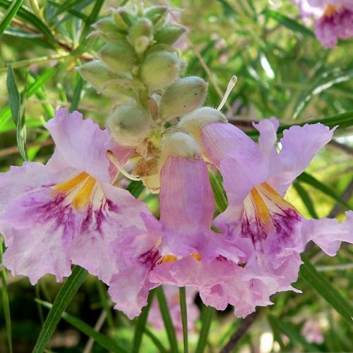 Chilopsis linearis or desert willow: a heat-resistant shrub