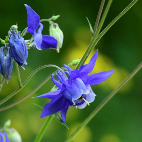 Columbine: 5 Things to Know About This Beautiful Spring Flower