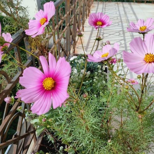 Cosmos: Light Flowers for Your Flowerbeds