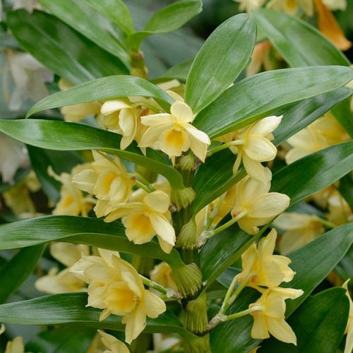 Dendrobium nobile: Caring for the Bamboo Orchid in 5 Questions