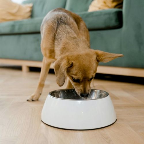 Dog: what to do when its bowl is a problem?