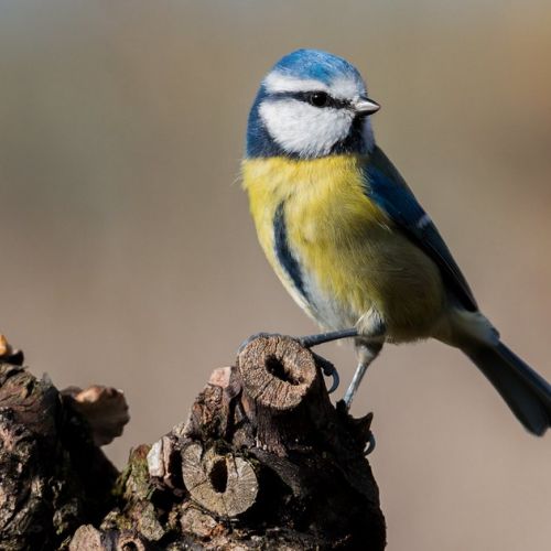 Garden: attract tits to combat processionary caterpillars