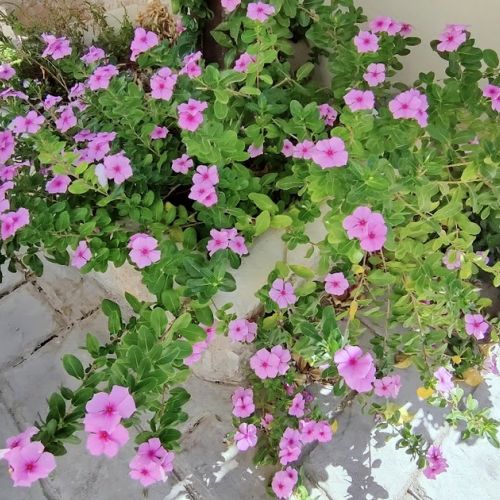 Garden: Everything You Need to Know About Petunias