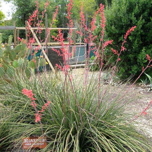 Hesperaloe parviflora or red yucca in 5 questions