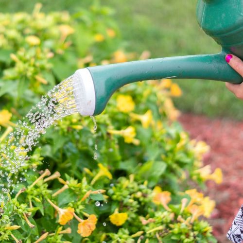 How to save water in the garden?