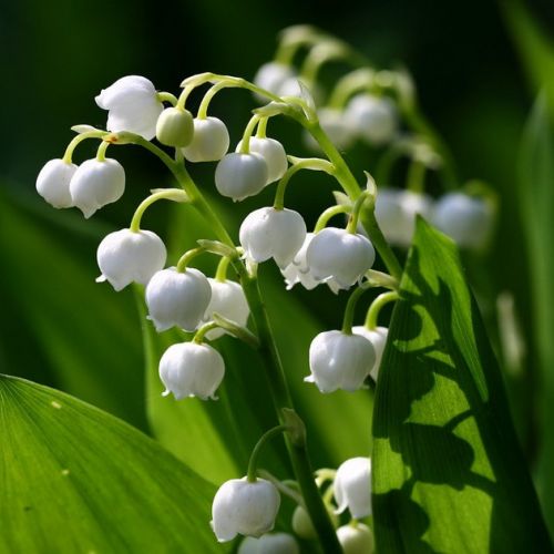 May Day: 5 Unusual Facts About Lily of the Valley