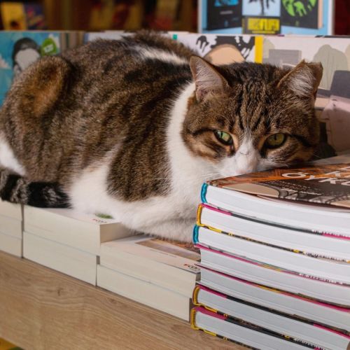 Mon Chat Pitre: a purring bookstore in Aix-en-Provence