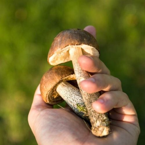 Mushroom Picking: Understanding Mushrooms in 5 Questions