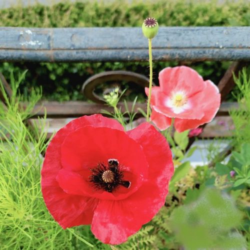 Poppies in the Garden: Varieties and Cultivation