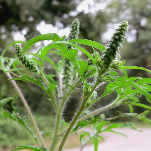 Ragweed: the scourge of allergy sufferers