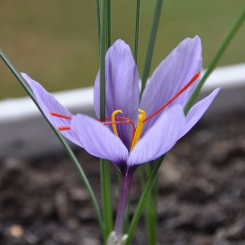 Saffron: Everything You Need to Know About This Precious Spice in 5 Questions