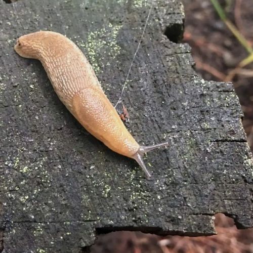 Slugs in the garden: what solutions?