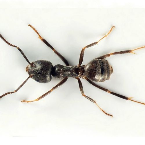 Tapinoma magnum: Everything You Need to Know About This Invasive Ant in 5 Questions