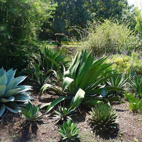 Xeriscaping or the trend of waterless gardening